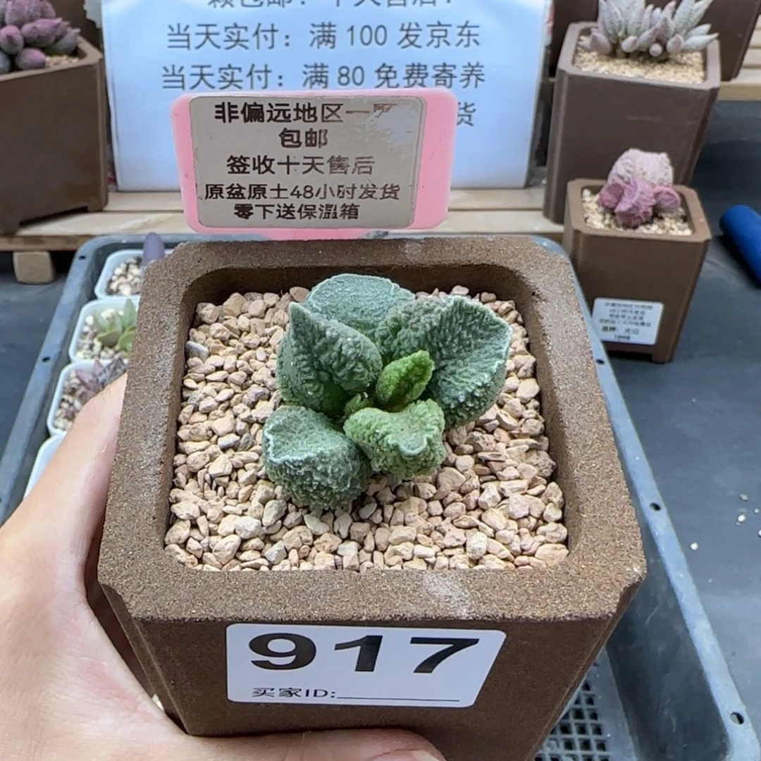 很*味917翠缕丸多肉植物