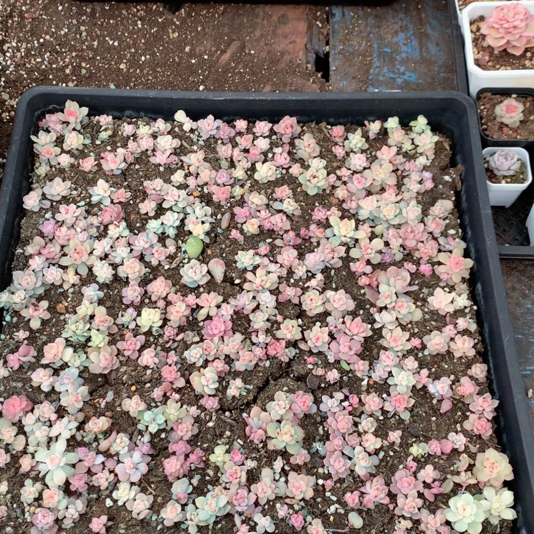 无花朵T84月英语英语