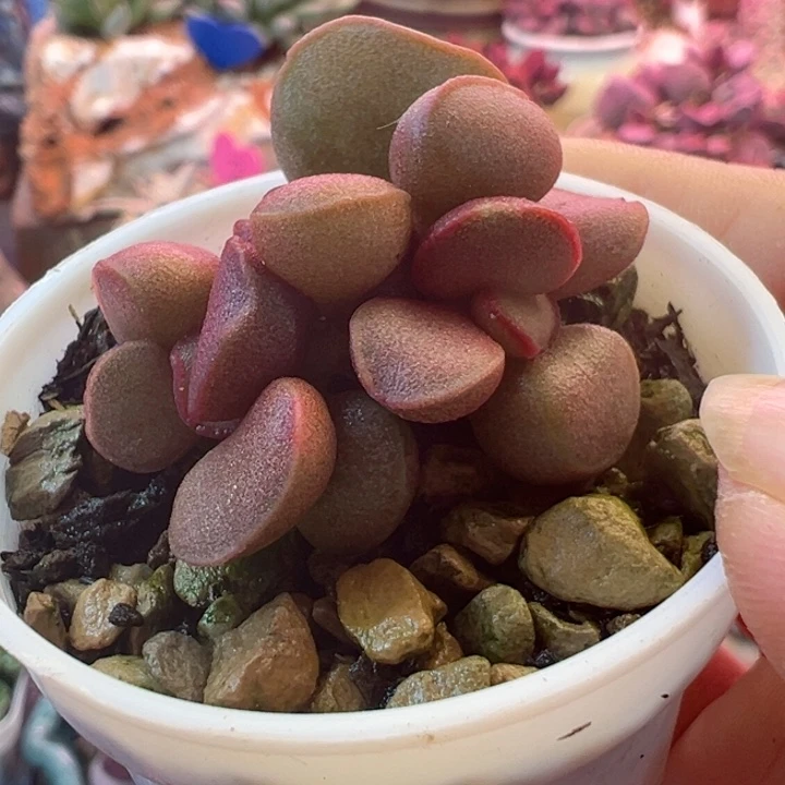 浮**梦可以说是一种生活方式