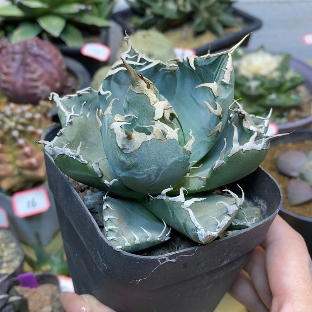 35号 魔丸 仁王冠叶展9公分