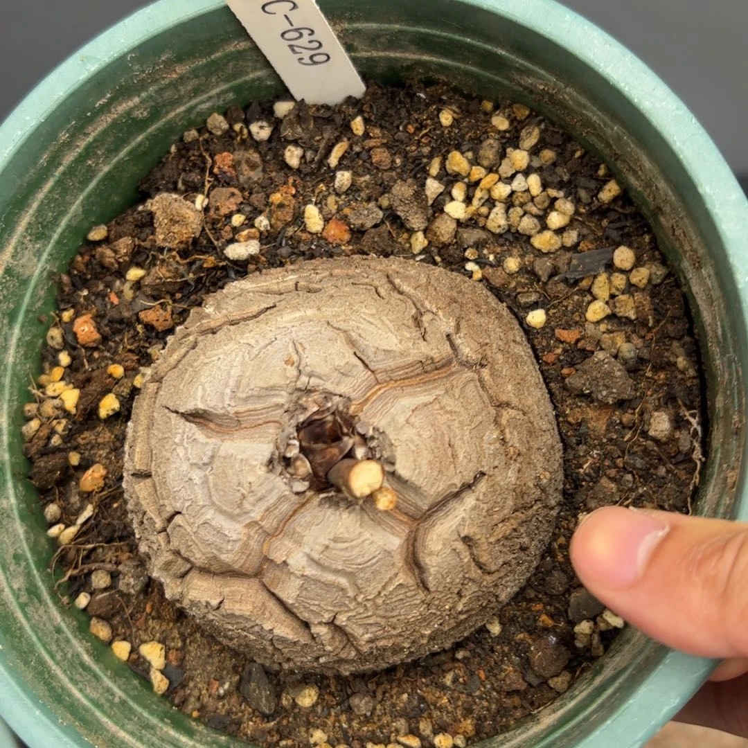 精品盆栽养定龟甲龙629号