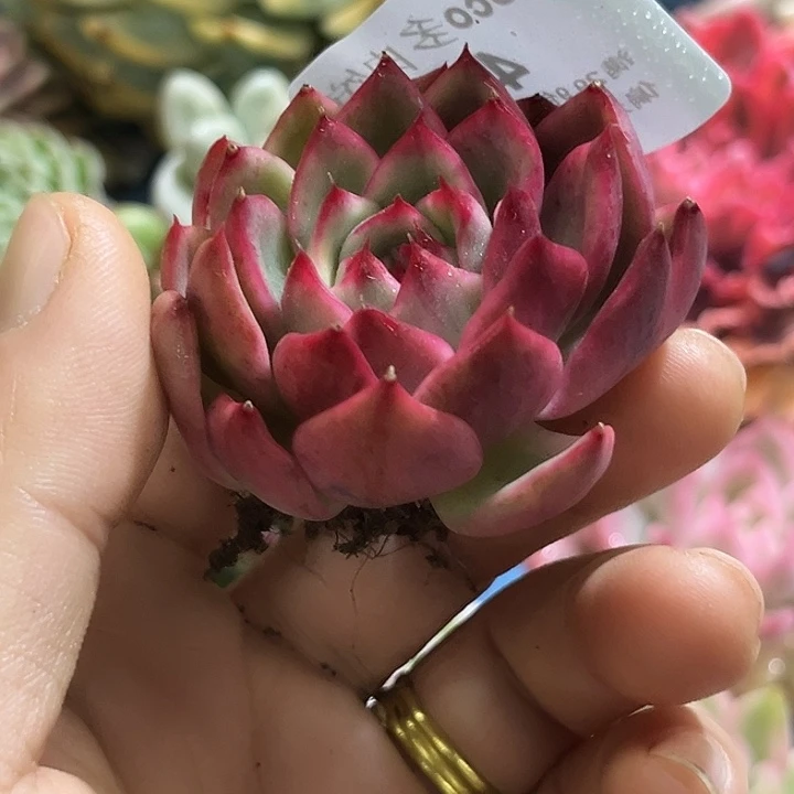 466蔚蓝乌木锦炸多肉植物