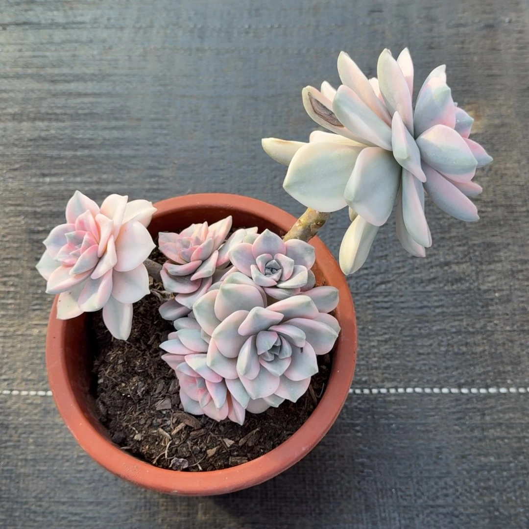 紫乐锦锦上园艺一物一拍