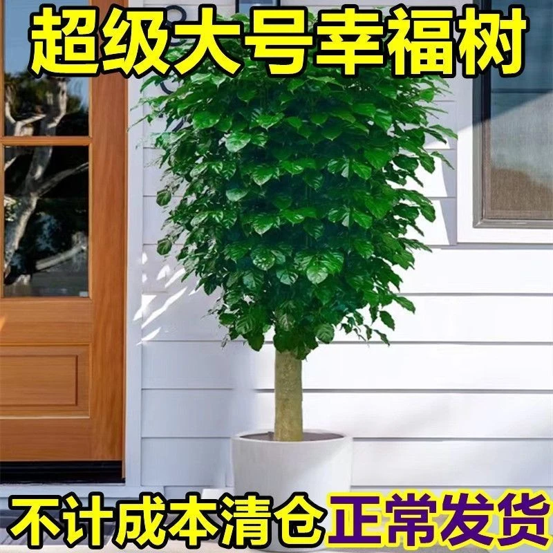 大棵幸福树绿宝大型盆栽室内客厅绿植盆植物开业乔迁花卉净化空气