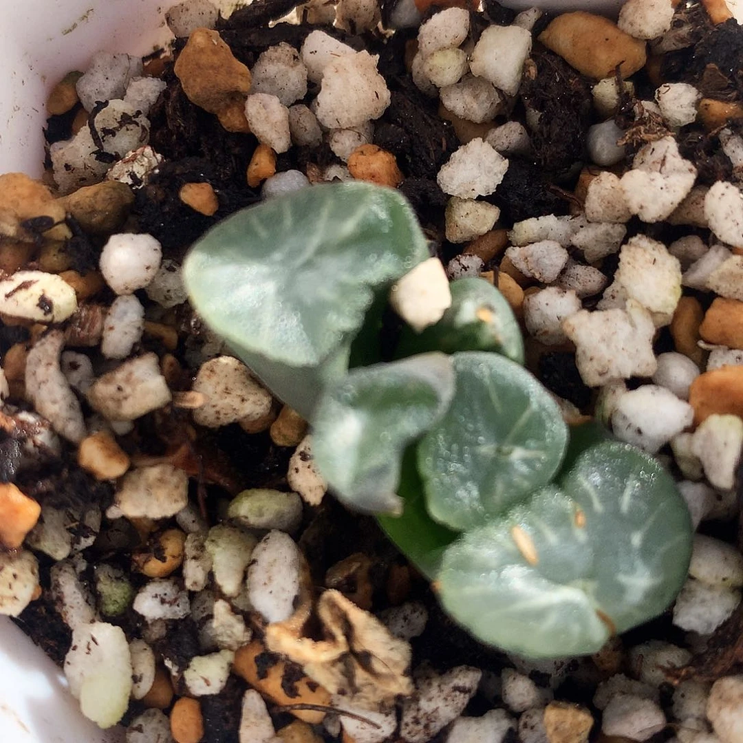 无***人天鹅湖万象，一物一拍，