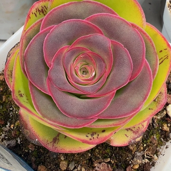 胭霞 88折福利 t775