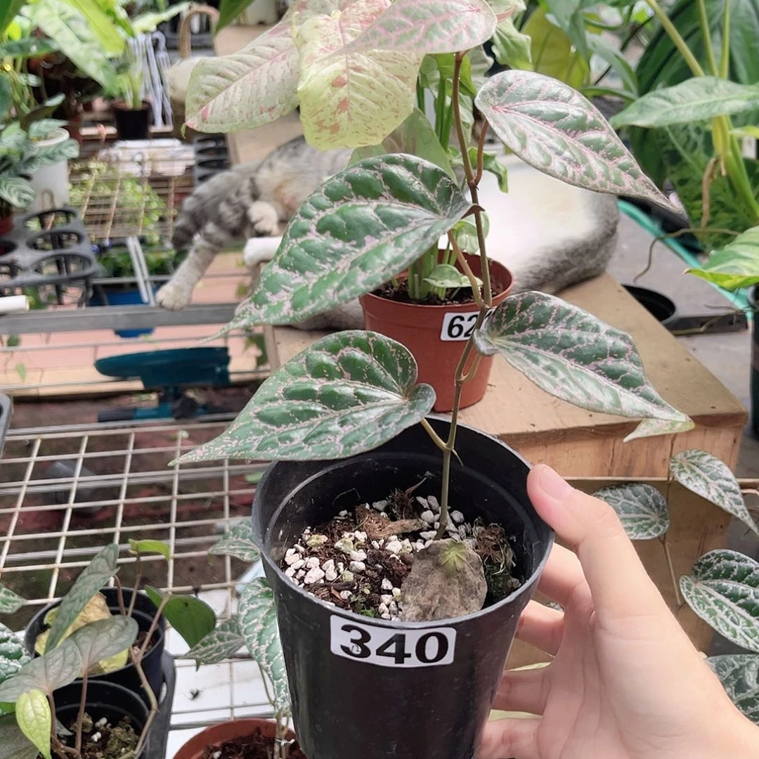 完全开放340 瑰丽胡椒