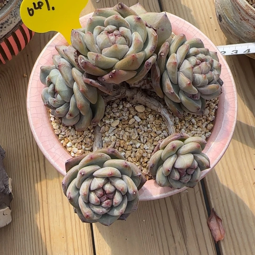 突尼斯星影发货多肉有砍