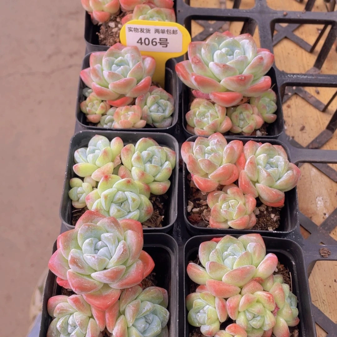 406号 肥胖樱花钻石冰玉群生一个