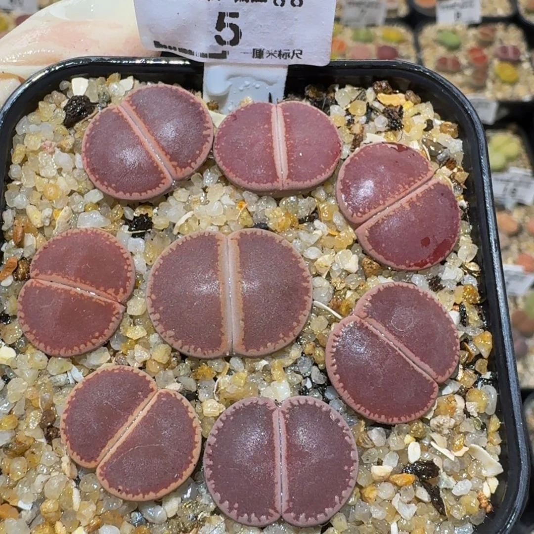 Ssss精品生石花5ko