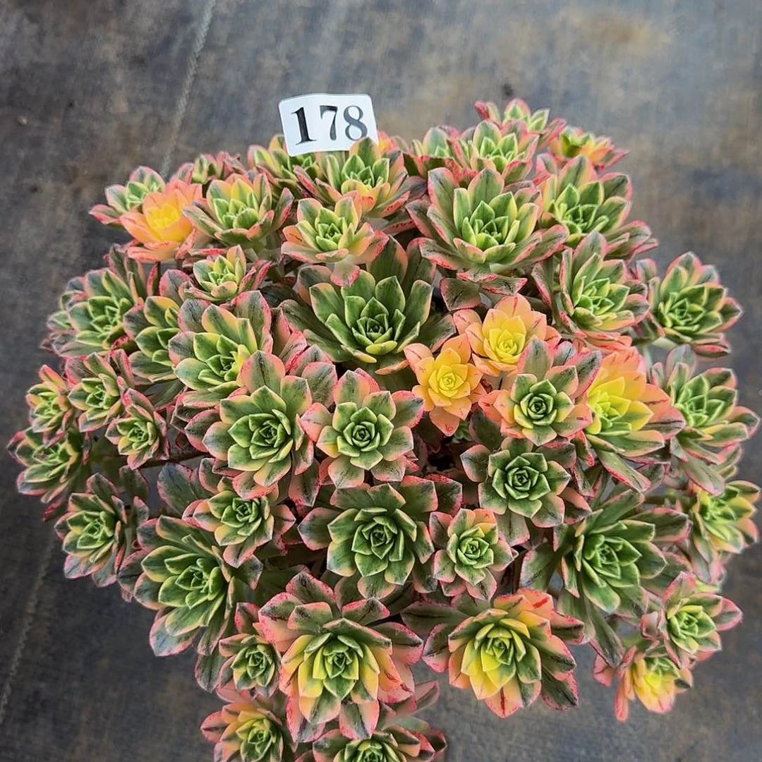 不要拍不要拍不要拍