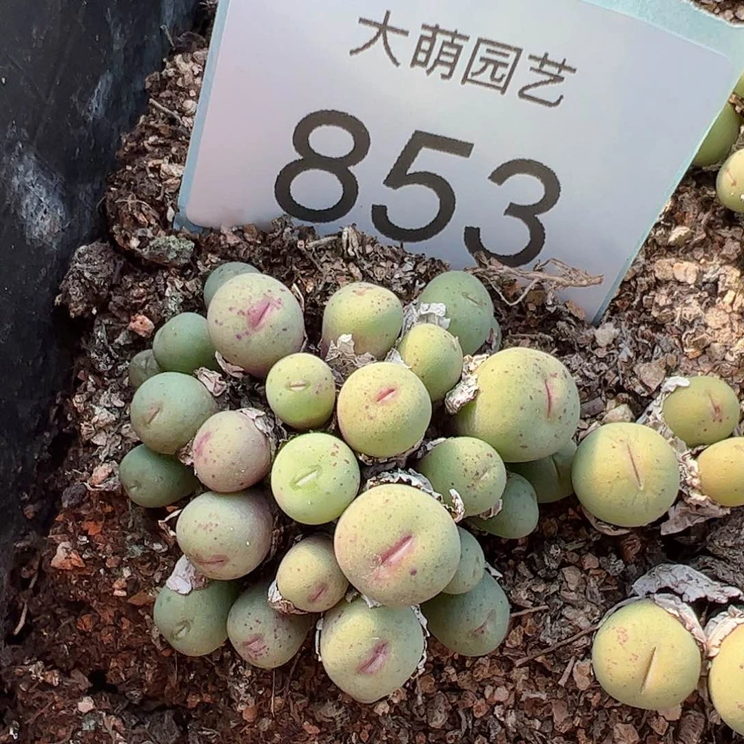 0000853 一物一拍……