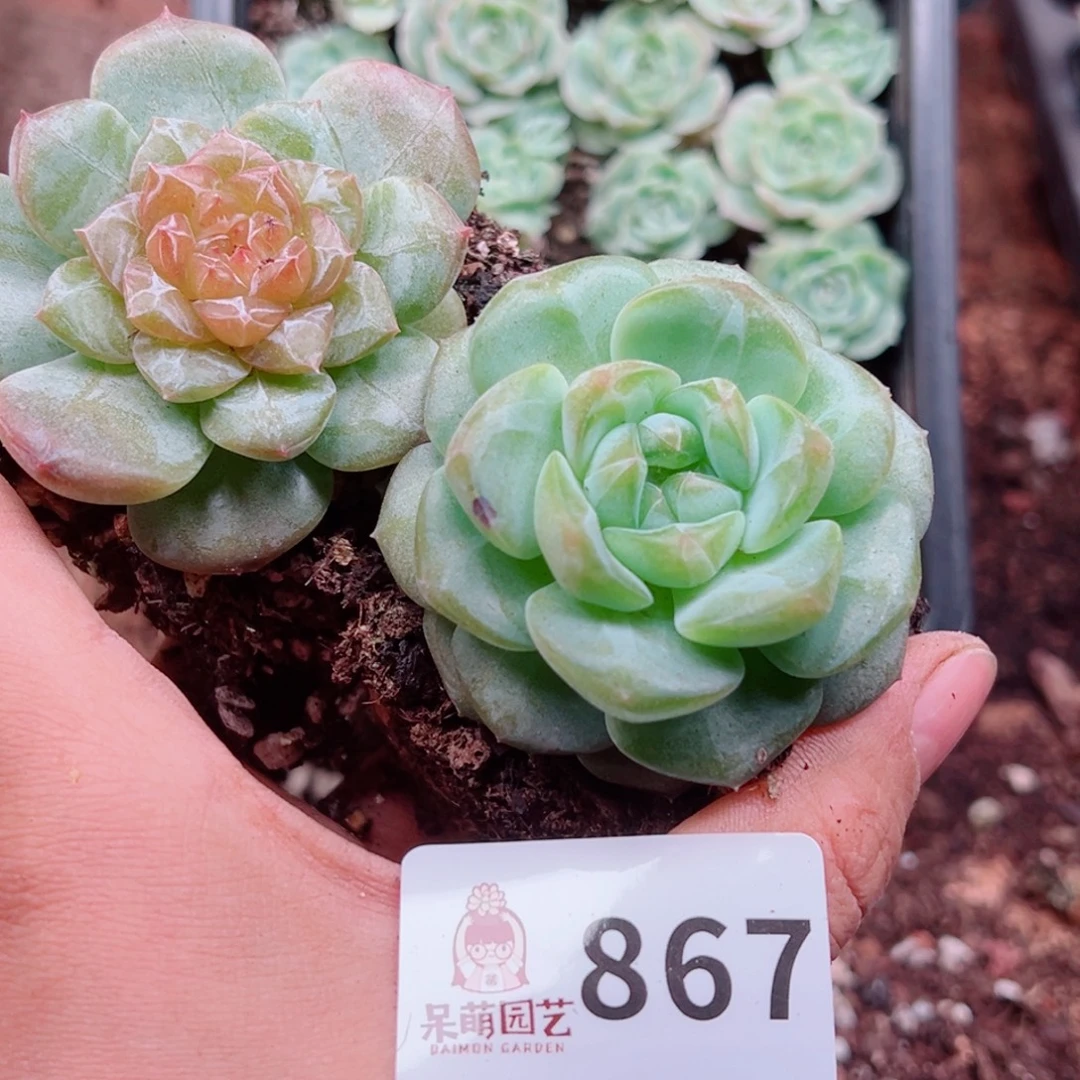 多肉植物多肉植物