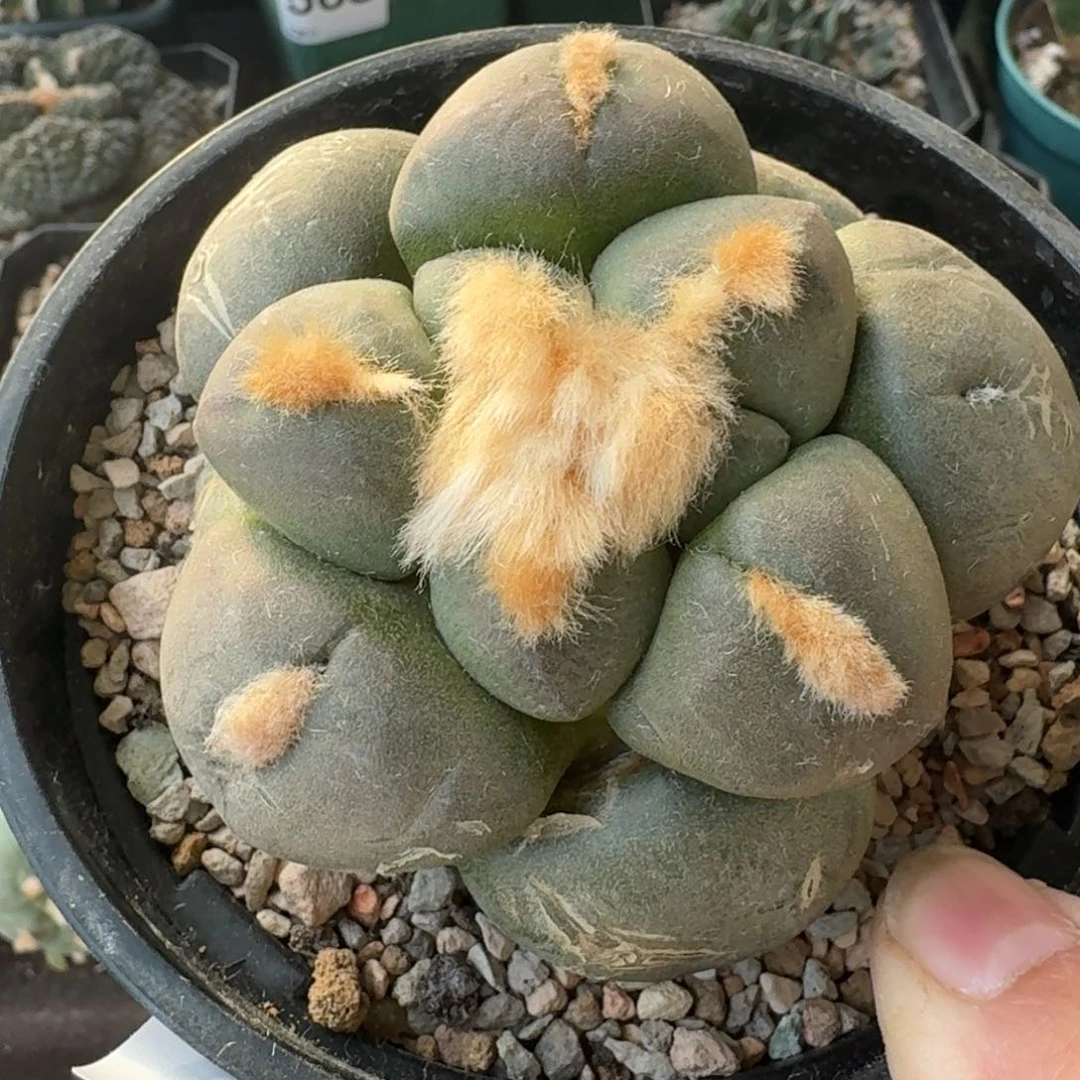 【闪购商品】K*C大尤连山653