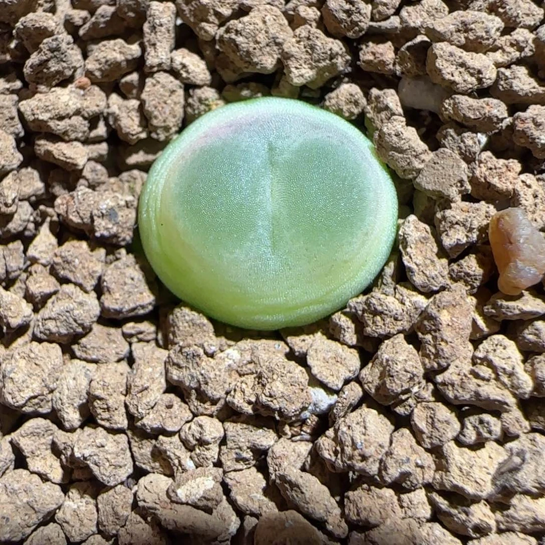 肉锥多肉植物组合-sh1200拉登1178