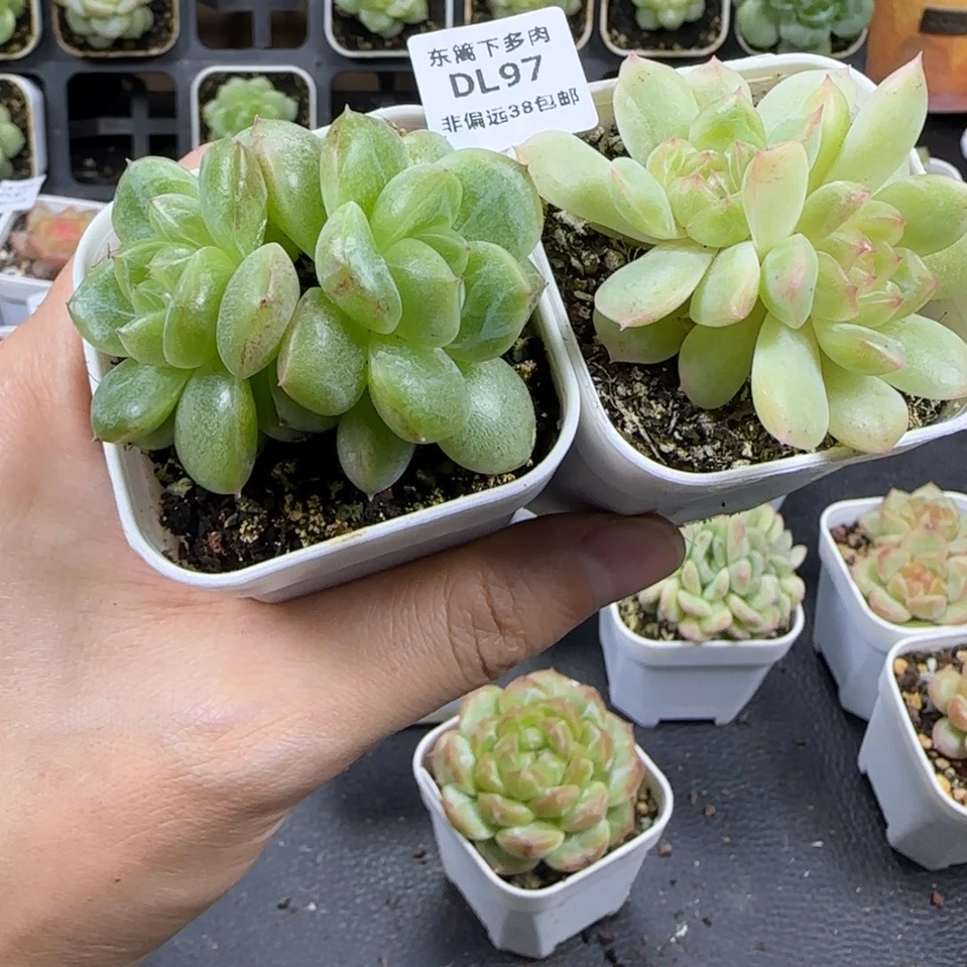 97东篱下多肉植物哈哈哈哈
