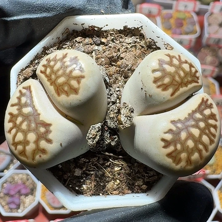 生石花1122222。   160