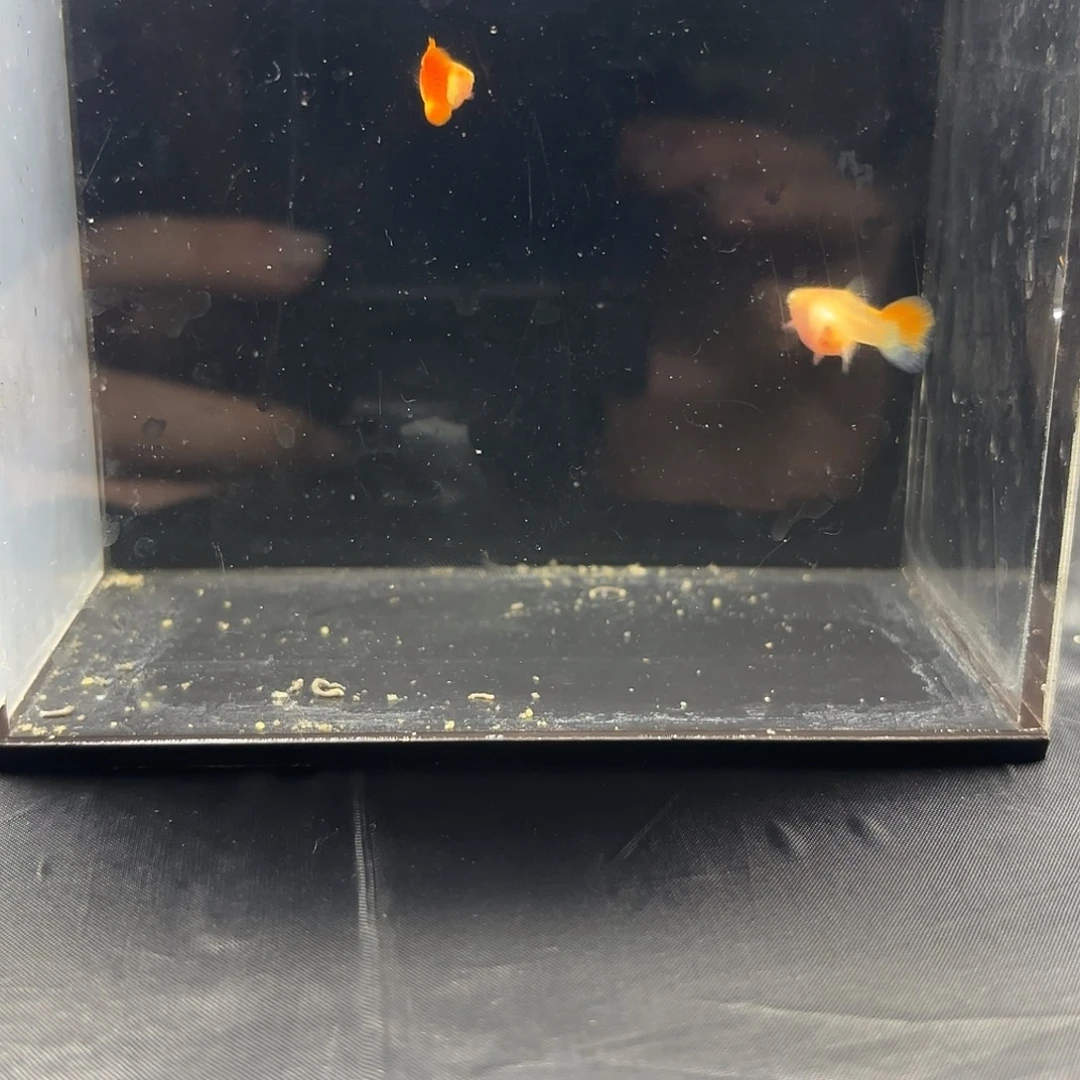 孔雀鱼琉璃白子1对 带胎