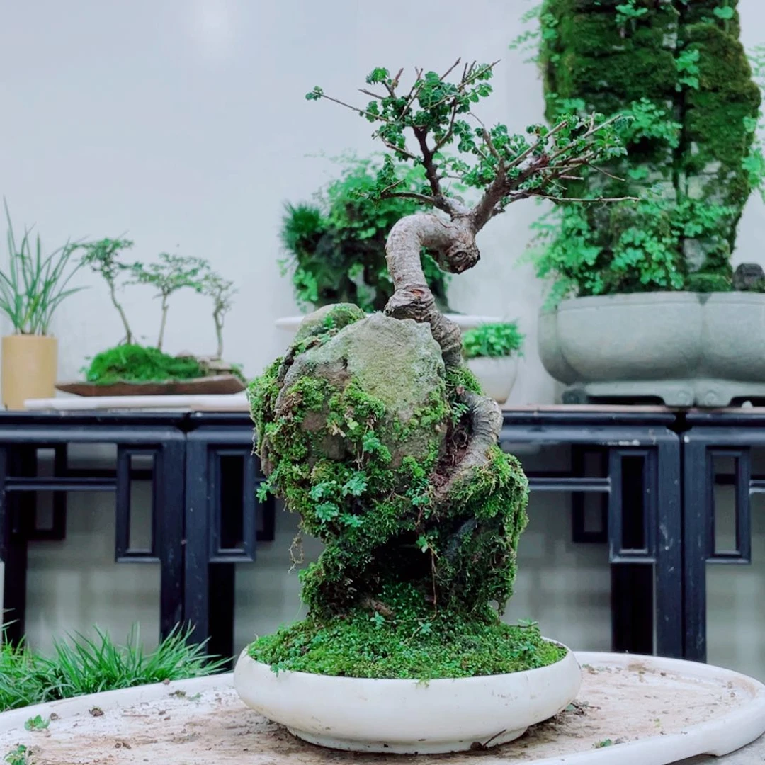 福****】铁线蕨铁线蕨是一个古老而