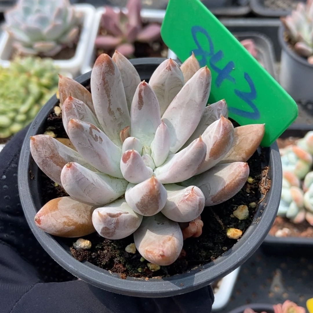 843杜里万多肉植物保护