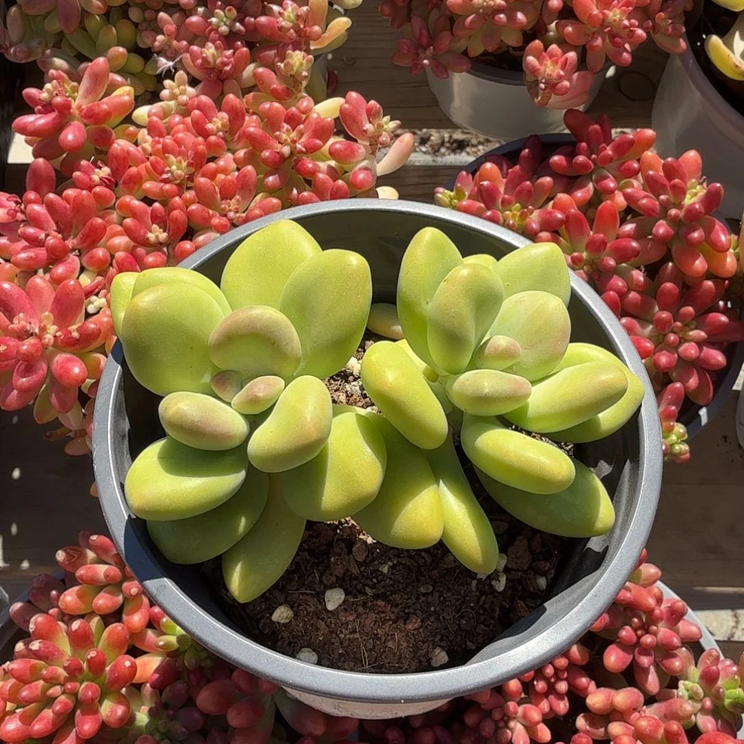 芒果奶酪多肉植物