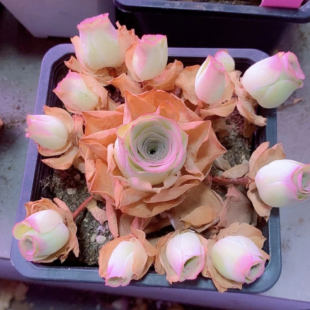 月影寒手捧一物一拍015