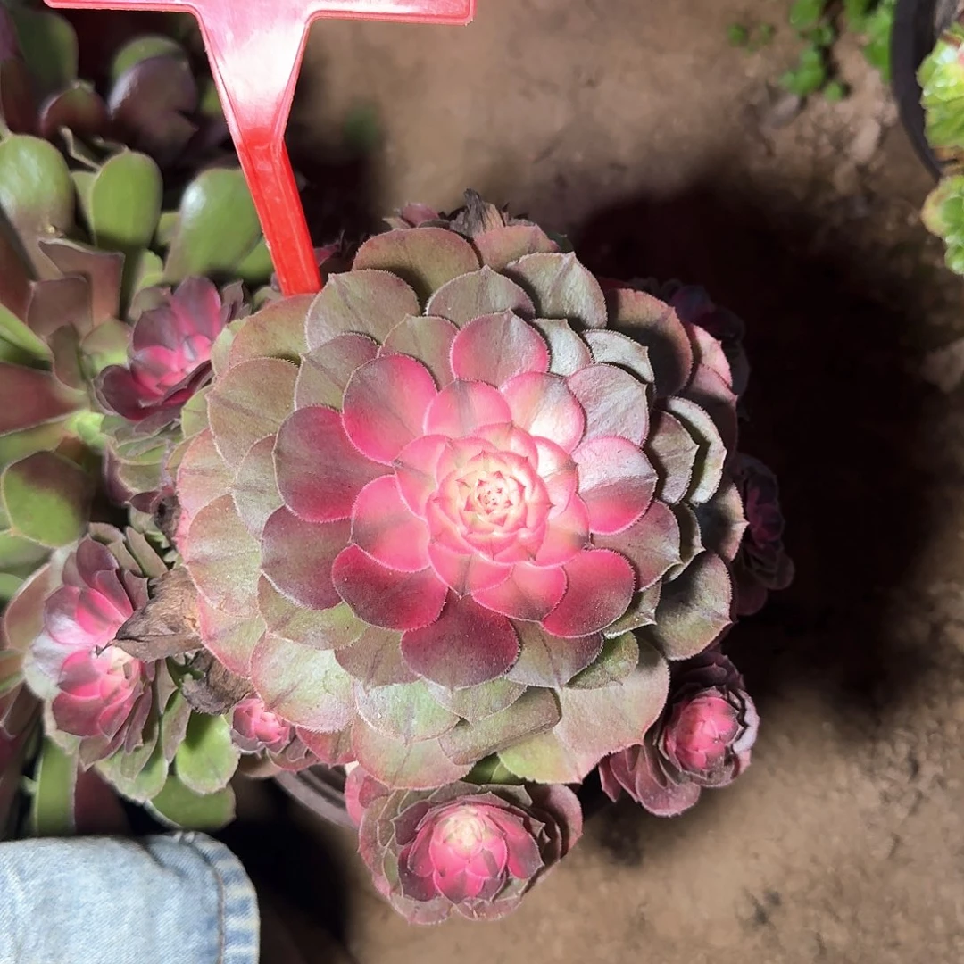 4195荔枝多肉法师铭文