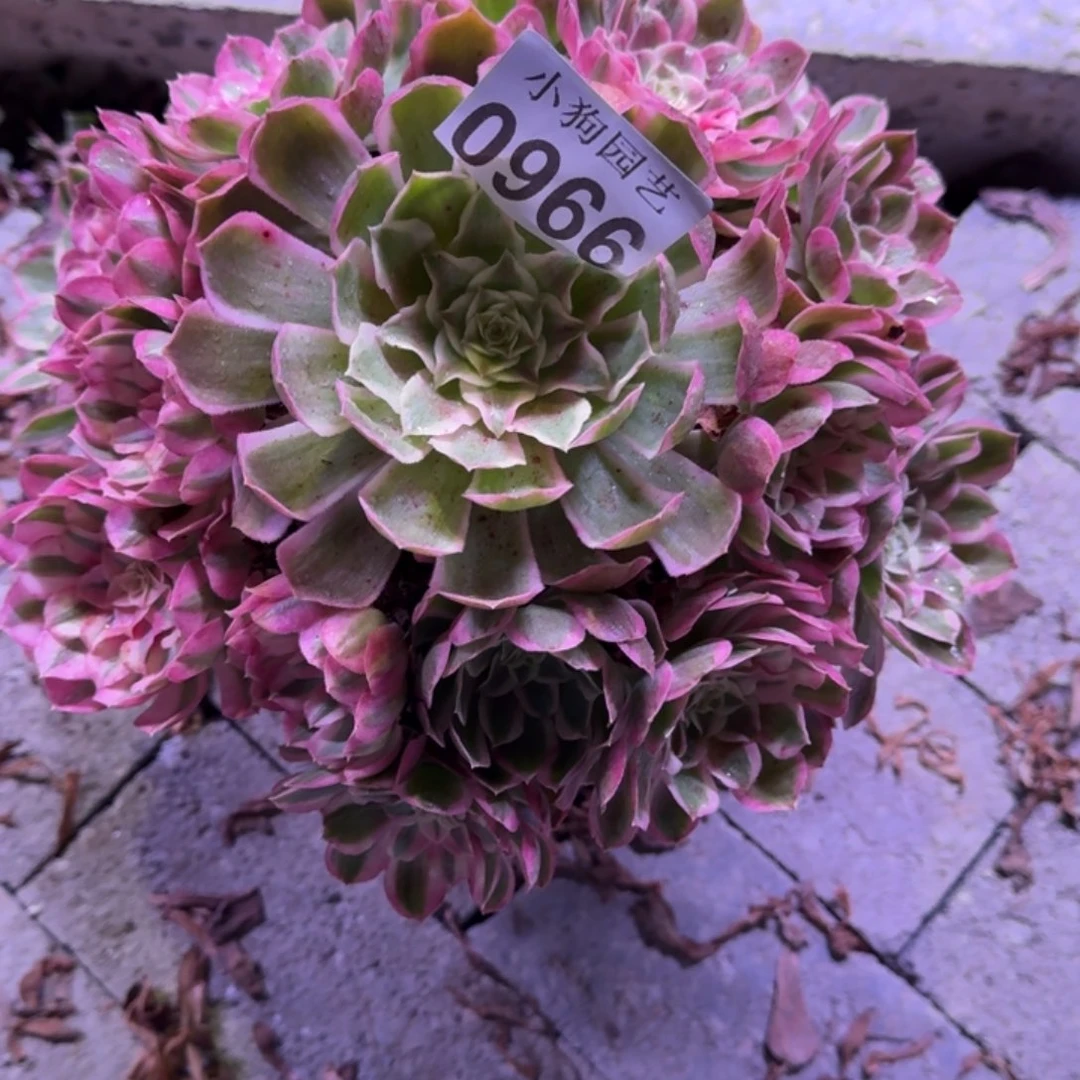 岚****孔雀翎多肉植物0966