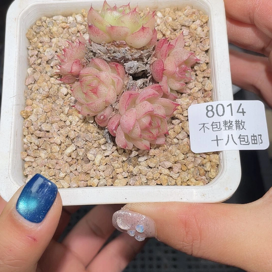 8014。  边线麦秆。