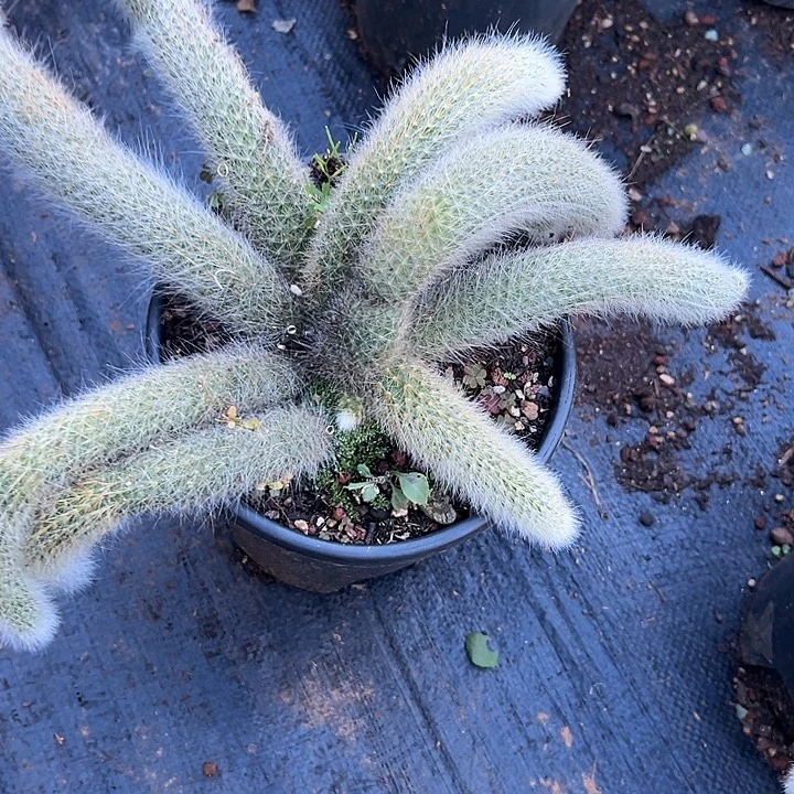 桑***榆多肉植物实物直播实物50