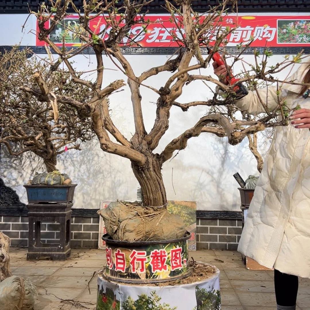 无花朵金银花4566777777877