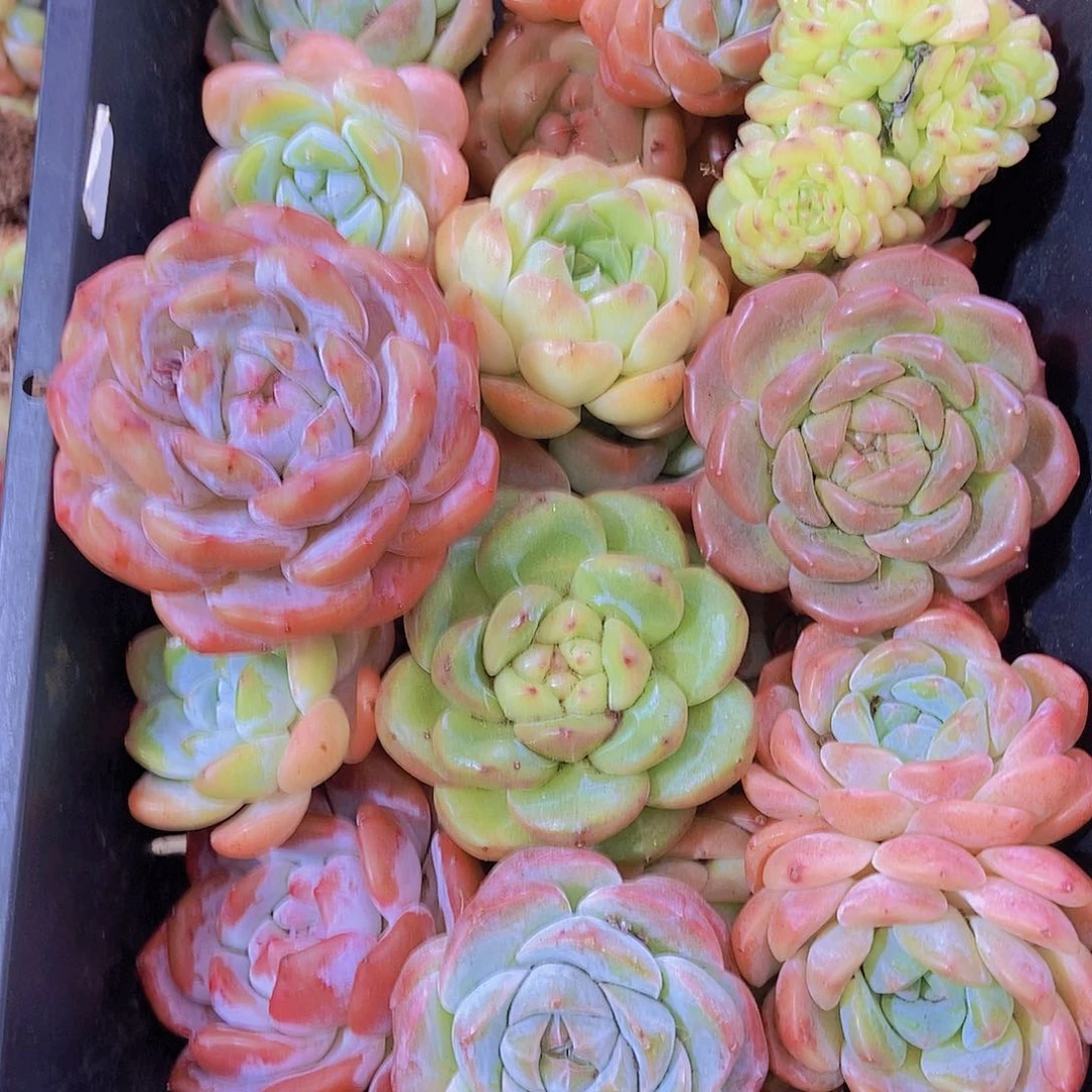 000002量拍保底20颗，大