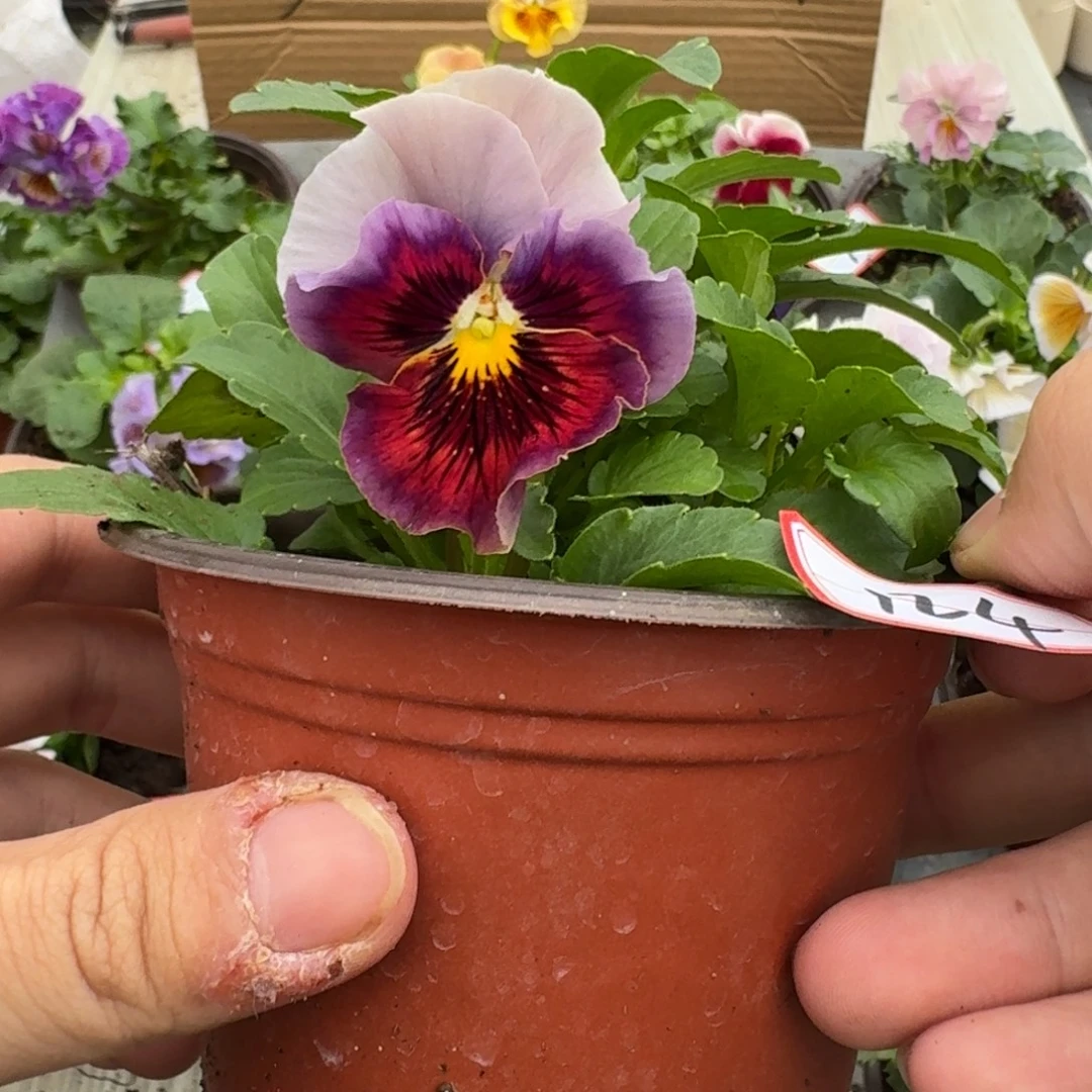 大部分花苞少量开放124