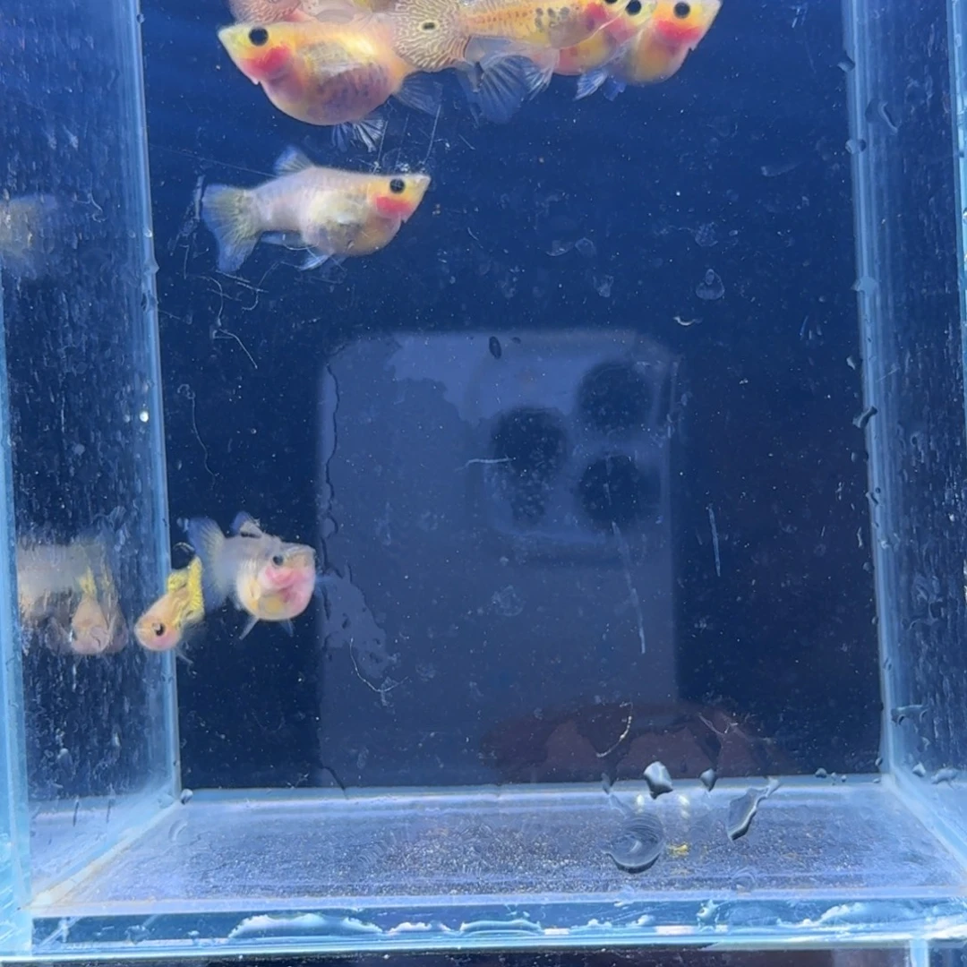 孔雀鱼黄金蕾丝猫6对