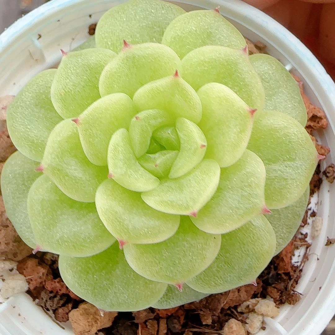 1119-110（fm-198）优选