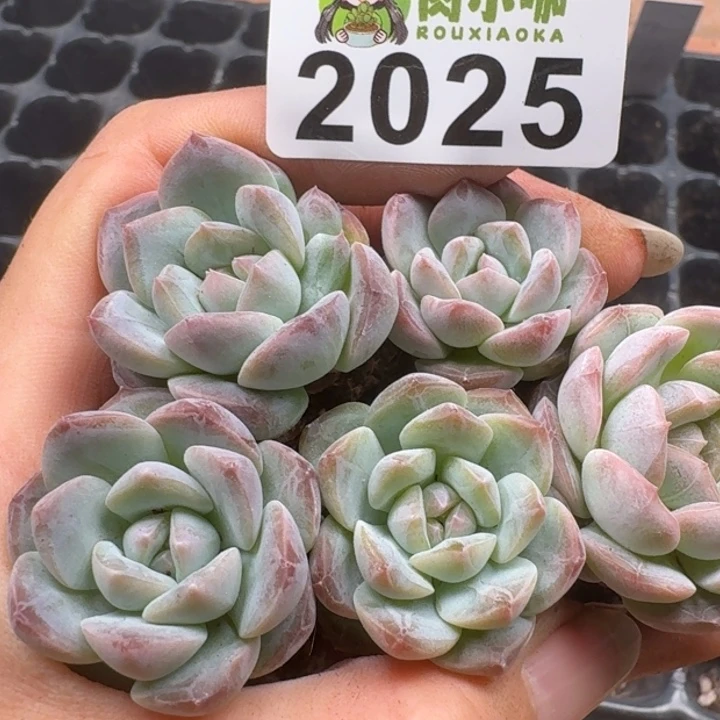 无花朵多肉植物多肉植物
