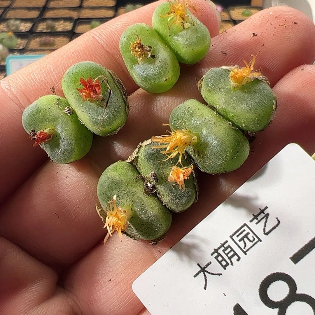 一物一拍。 487
