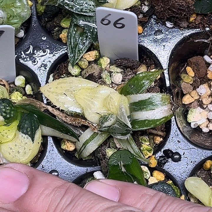 66实生寿锦脱土发货