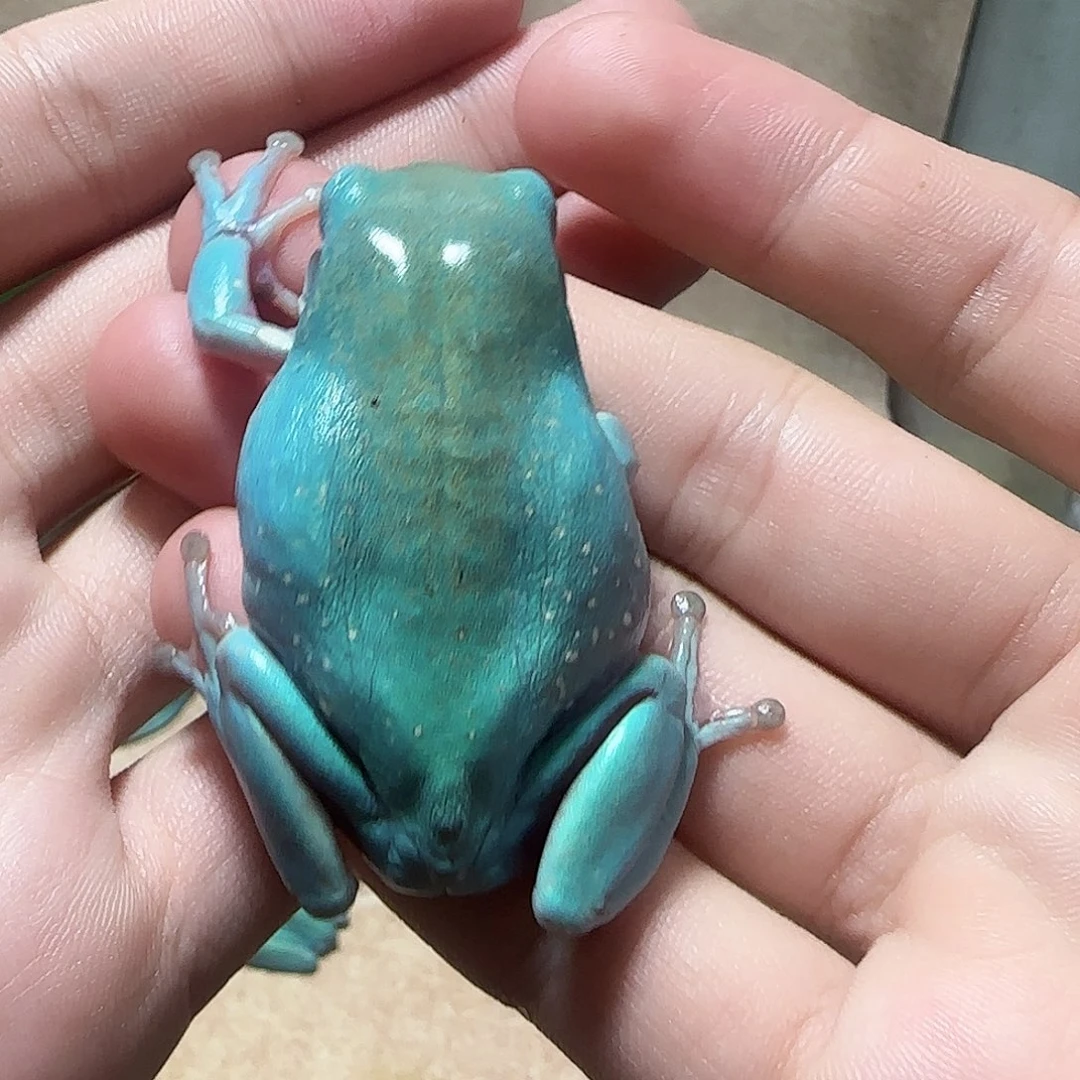 老爷树蛙特蓝金头