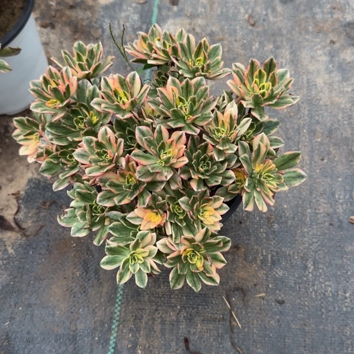 甜茶两单包邮。