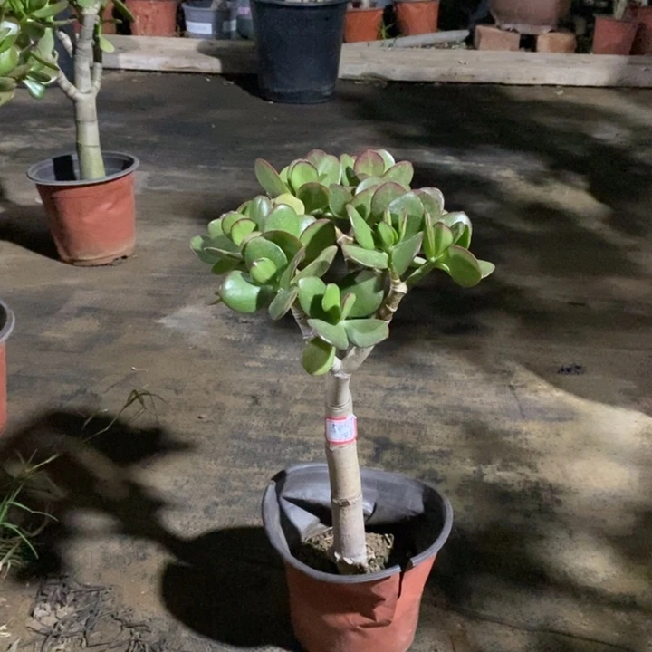 红叶玉树一物一拍