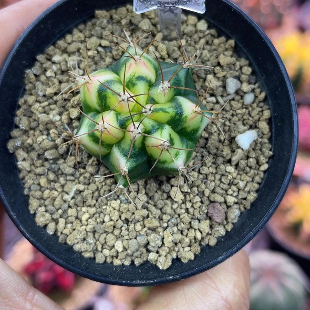 1-111米哈花田侧芽3.1厘米