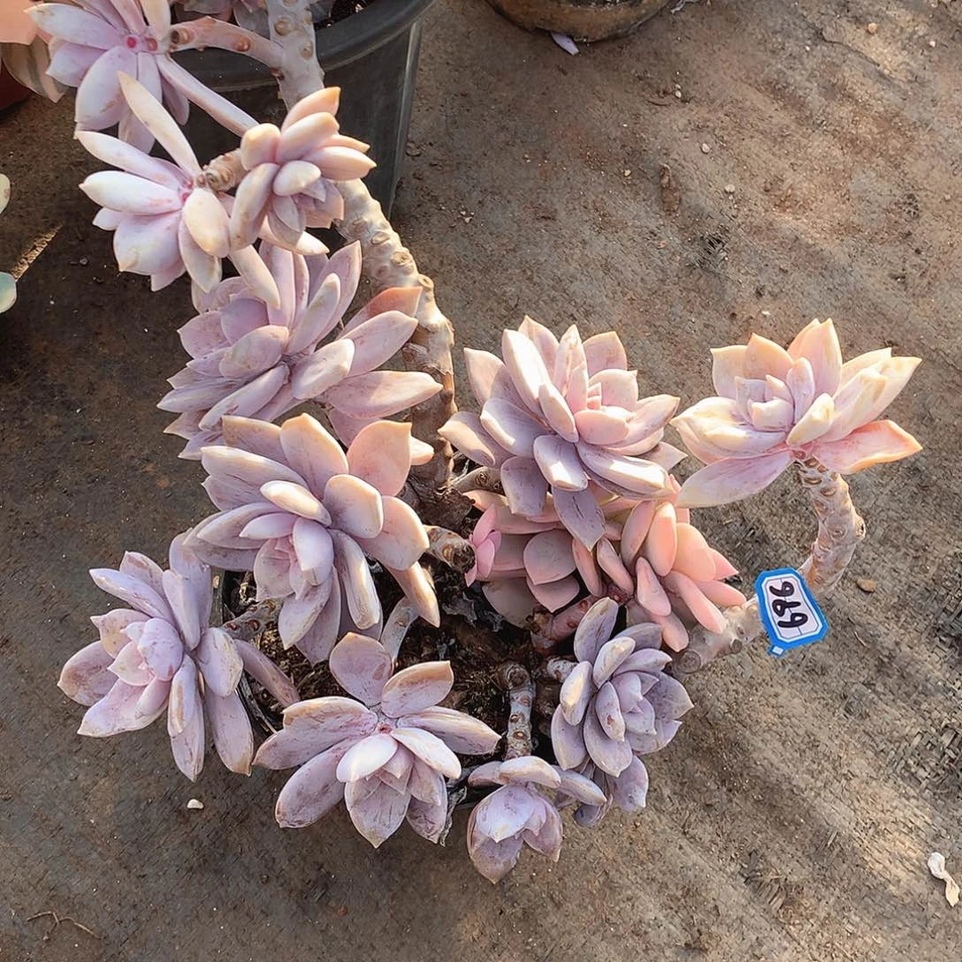 丁***丁696风车 一物一拍多肉