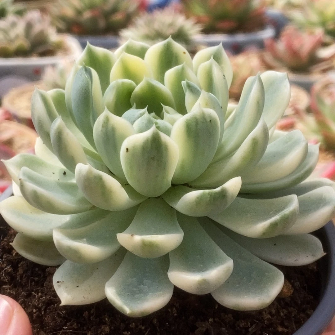 175月影精灵锦锦锦锦锦锦锦