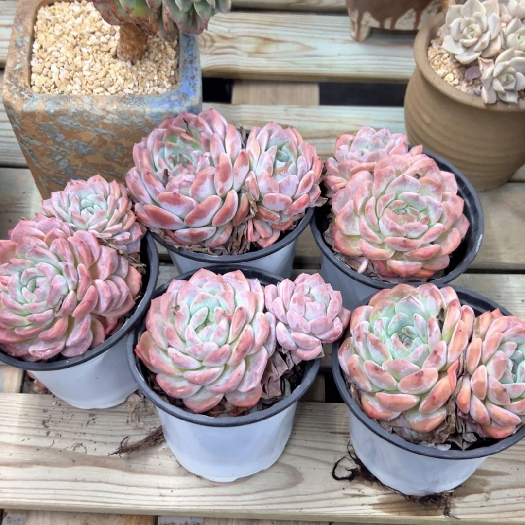 莲*五颗68 零零多肉植物