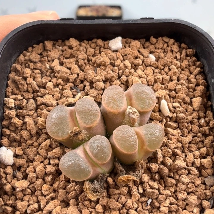 园艺雪花磁铁 带盆发