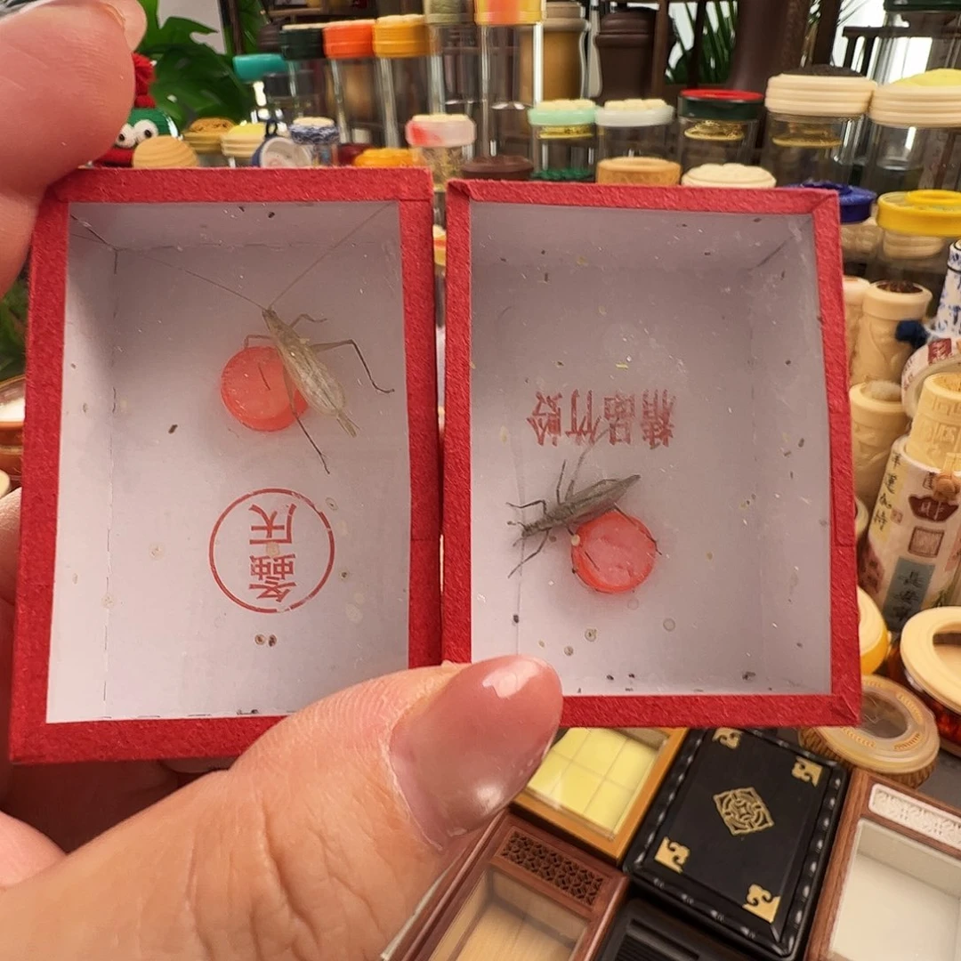 哈哈哈段须柬埔寨竹蛉➕紫竹蛉
