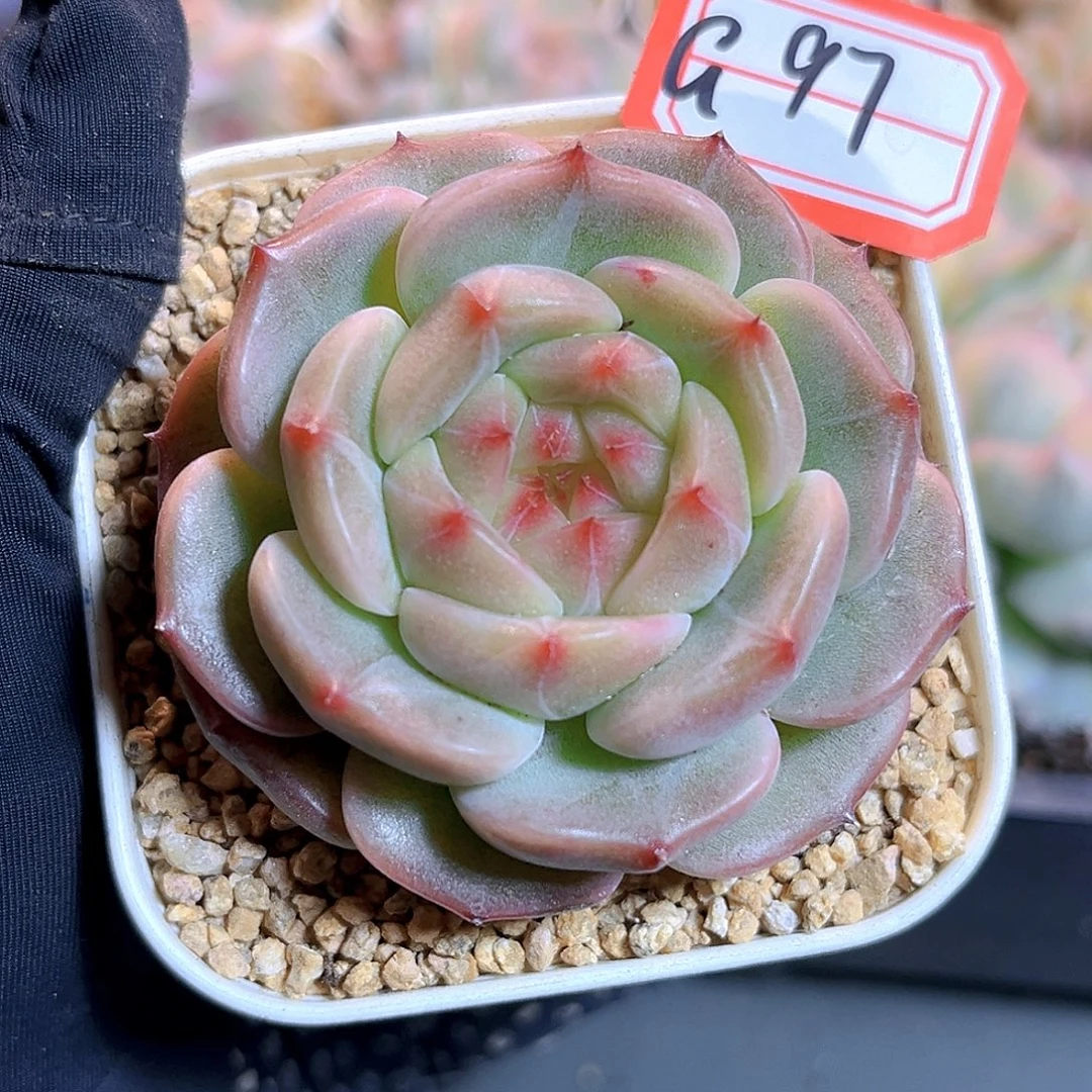 G97一物一拍 达菲