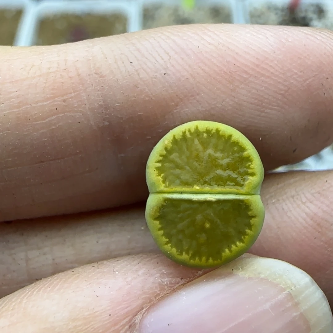 104稍缺水特30包邮