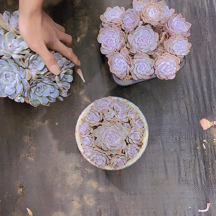 ㄣ***话汉堡多肉植物老桩